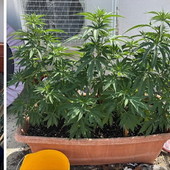 Coltiva marijuana sul terrazzo di casa: fermato sulla A10 e denunciato un uomo dalla Polizia Stradale