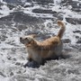 Sanremo: doccia non collegata alle rete idrica sulla spiaggia per cani ai Tre Ponti, la segnalazione