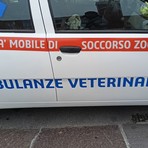 Bordighera, diventare volontari di Ambulanze Veterinarie: al via un corso di primo soccorso