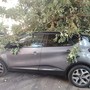Ventimiglia, albero cade su un'auto: vigili del fuoco in azione (Foto)