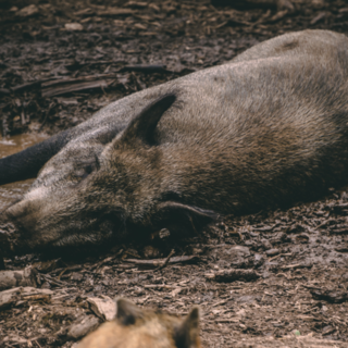 Peste Suina Africana: dalla Regione 100.000 euro per il recupero e smaltimento delle carcasse di cinghiale