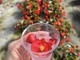 Be!GIN Protagonista a 'Le Serre Village in Festa' ad Albenga!