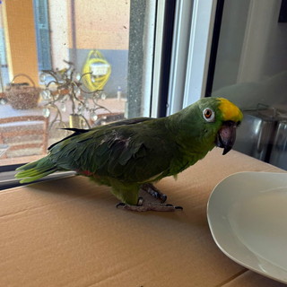 Pappagallo smarrito trovato  in zona Borgo Opaco a Sanremo: si cerca il proprietario (foto)