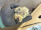 Bordighera, pulli imprigionati da rete anti piccioni: salvati da Ambulanze Veterinarie Odv (Foto)